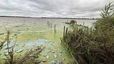 Blue-green algae bloom on Lough Neagh
