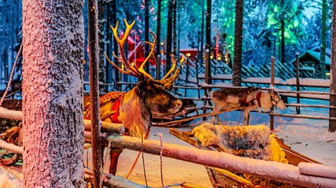 A pair of reindeer attached to sleighs in a snowy pen