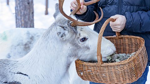 A reindeer eating moss vegetation out of a basket