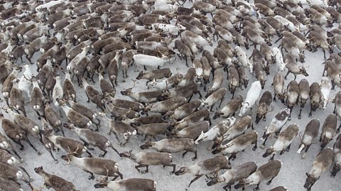 A reindeer cyclone - a large group of reindeer running in a spiral to avoid a predator