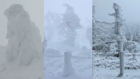 Yanagisawa Fumitaka Snow monsters forming on the same tree on the Jizōdake summit of Mount Zao in 2008, 2019 and 2022 (Credit: Yanagisawa Fumitaka)