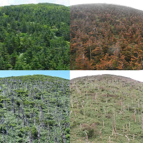 Yanagisawa Fumitaka/ Tohoku Regional Forest Office An area of Mount Zao's Jizōdake summit in 2010 (top left), 2013 (top right), 2020 (lower left) and 2025 (lower right) (Credit: Yanagisawa Fumitaka/ Tohoku Regional Forest Office)