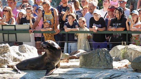 An audience watches the performance of the South American sea lion at the Schonbrunn Zoo in Vienna. The seal is sitting on rocks inside an enclosed area as the crowd of adults and children look over the barrier, smiling and taking their own photos on their mobile phones
