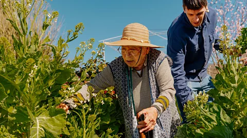 Getty Images An elderly person in a hat bends to do some gardening (Credit: Getty Images)