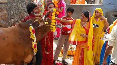 Women performing cow worship on occasion of bachcha baaras, with flowers and incense