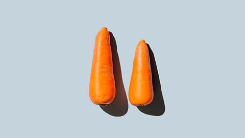 Two carrots both with a shadow to the right of them on a pale blue background