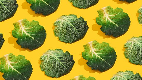 Cabbage leaves laid out on a yellow background