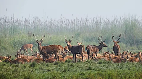 Simon Urwin The Terai is home to the world's largest population of barasingha deer (Credit: Simon Urwin)