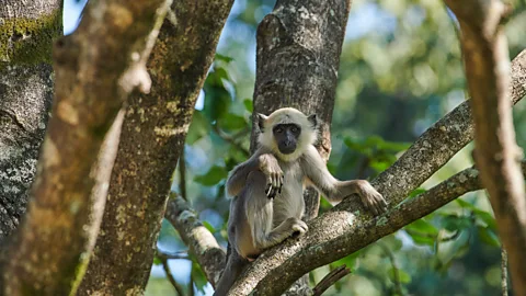 Simon Urwin Chitwan is filled with wildlife, including langur monkeys (Credit: Simon Urwin)