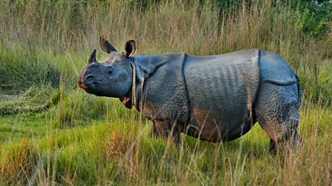 Simon Urwin One-horned rhinos are one of the star attractions in Terai (Credit: Simon Urwin)