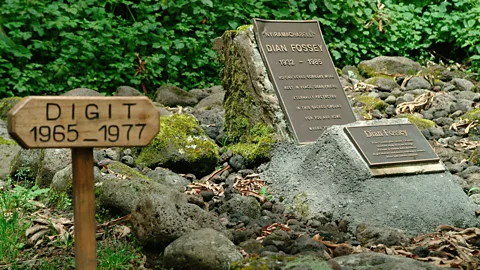 Alamy Fossey's grave, alongside that of her favourite gorilla, Digit (Credit: Alamy)