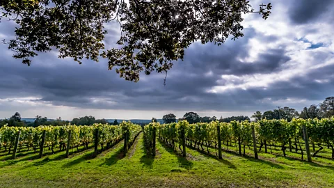Alamy The Nyetimber vineyards are located in West Sussex, England (Credit: Alamy)