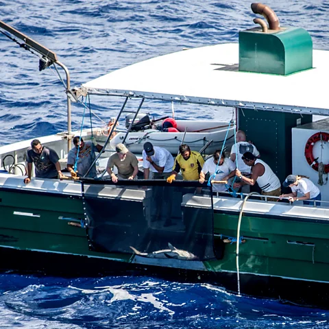AIG Conservation Dept Off the coast of Ascension Island, researchers haul a silky shark in for tagging (Credit: AIG Conservation Dept)