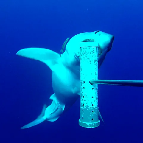 AIG Conservation Dept/ Univ of Exeter/ Univ of W Australia A shortfin mako shark investigates bait as it's filmed by an underwater camera near Ascension Island seamount (Credit: AIG Conservation Dept/ Univ of Exeter/ Univ of W Australia)