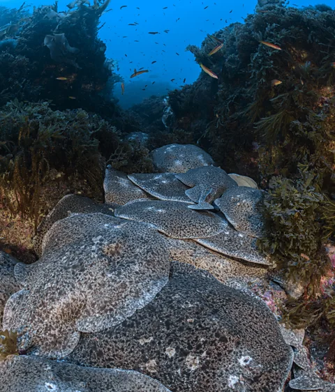 Oceano Azul Foundation Typically solitary, pregnant marbled electric rays gather on the Gorringe Seamount off the coast of Portugal (Credit: Oceano Azul Foundation)