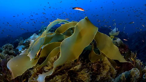 Oceano Azul Foundation Each seamount is unique and teeming with life (Credit: Oceano Azul Foundation)