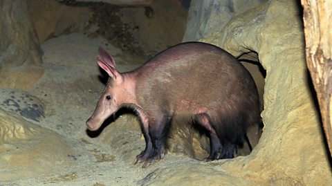 Aardvark leaving its den in a zoo