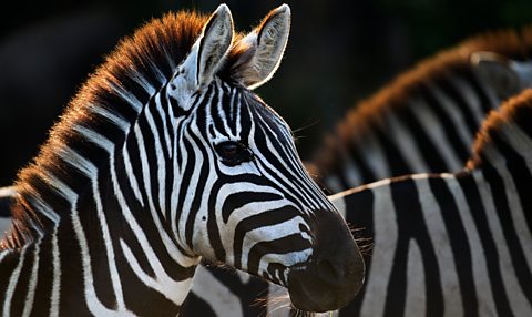 A close-up of a zebra