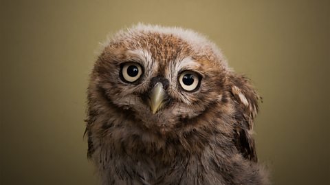 Close-up of an owl