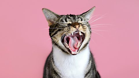 A domestic cat yawning against a pink background