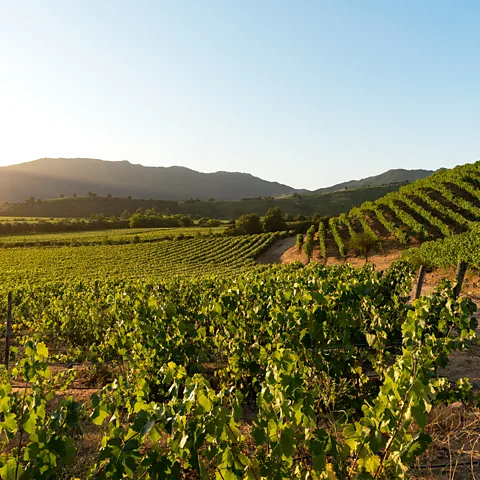 Montes Wines Chile's Ruta del Vino spans five valleys in the centre of the country (Credit: Montes Wines)