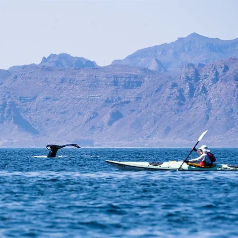 Diane Selkirk Loreto is developing two new national parks (Credit: Diane Selkirk)