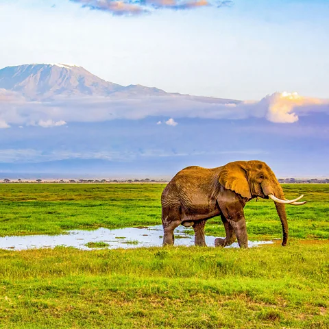 Alamy Visitors come to spot the "Samburu Special Five", rare animals endemic to northern Kenya (Credit: Alamy)