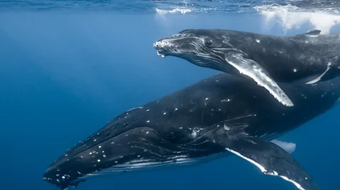 Getty Images Even the noise of small boats has been found to stress whales – especially when they have calves (Credit: Getty Images)