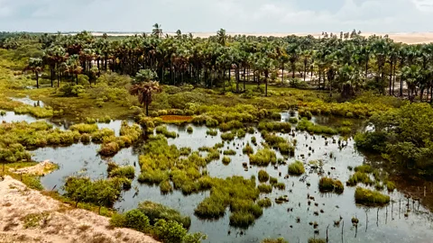 Carla Vianna Freshwater pooling in the Mucambo oasis creates a rare wetland environment (Credit: Carla Vianna)