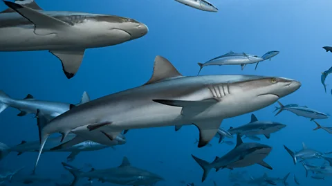 Getty Images French Polynesia's waters are rich in biodiversity, and its new MPA aims to protect these species (Credit: Getty Images)
