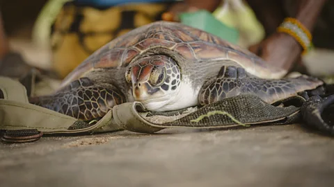 Getty Images Green turtles, once heavily over-hunted, has been brought back from the brink of extinction (Credit: Getty Images)