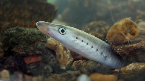 A lamprey peeks out from rocks on a river bed. The fish inspired nuns to make a festive sweet treat