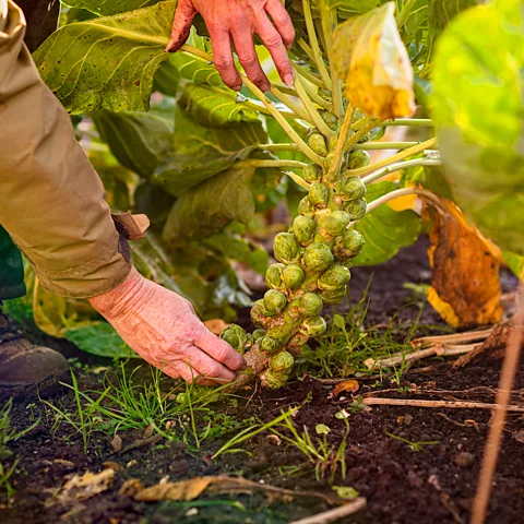 Getty Images Weeding out the bitterness of Brussels is a delicate balancing act, because it is sometimes linked to other factors like pest resistance (Credit: Getty Images)