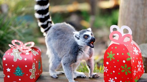 A ring tailed lemur reacts to two brightly wrapped Christmas gifts in its zoo enclosure