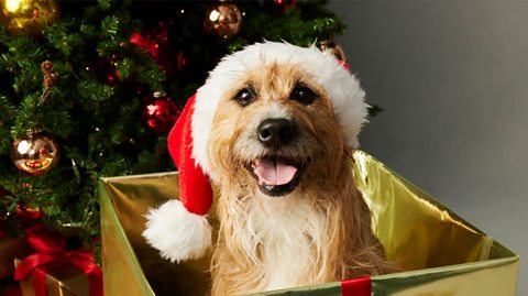 A smiling dog wearing a Santa hat sits in a gold present-box next to a decorated Christmas tree
