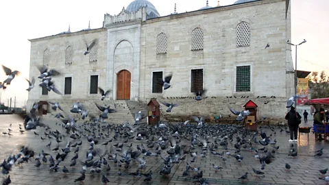Jennifer Hattam Birds and bird palaces had a special significance within Ottoman society (Credit: Jennifer Hattam)