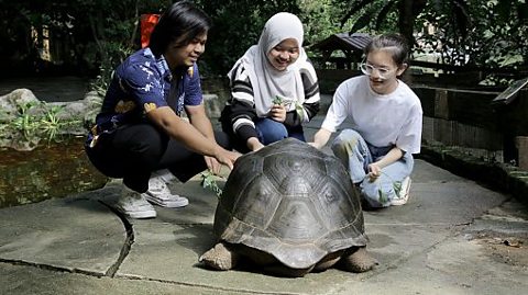 Three friends are smiling with a large tortoise at a petting zoo in Malaysia.