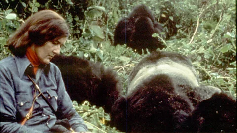 Ian Redmond Fossey earned the trust of the gorillas, allowing her to study them at close quarters (Credit: Ian Redmond)