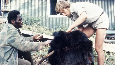 Dian Fossey/ Ian Redmond Alphonse Nemeye and Ian Redmond with Digit's headless body (Credit: Dian Fossey/ Ian Redmond)