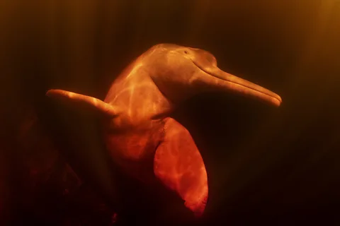 Hussain Aga Khan Pink river dolphins are endangered due to hunting, entanglement in fishing nets and pollution (Credit: Hussain Aga Khan)