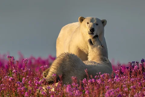 Roie Galitz Two young polar bears play amidst pink flowers (Credit: Roie Galitz)