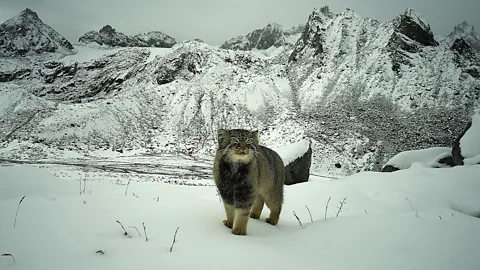 WWF India A Pallas's cat gazes intro a camera trap almost 5,000m above sea level in the remote Mago Chu valley in India (Credit: WWF India)