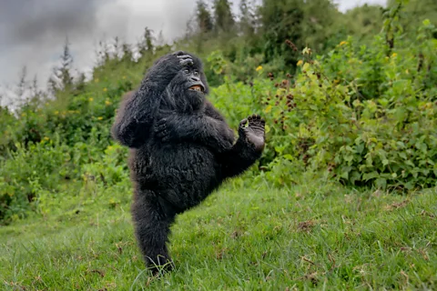 Mark Meth Cohn/ Nikon Comedy Wildlife A young male gorilla shows off his acrobatic flair in Rwanda's Virunga Mountains (Credit: Mark Meth Cohn/ Nikon Comedy Wildlife)