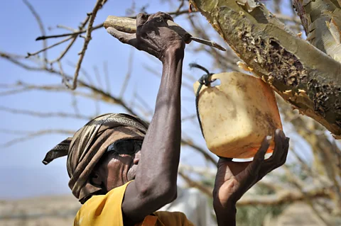 Getty Images A farmer in Bosaso, Somalia, harvests frankincense 'tears' from a Boswellia tree (Credit: Getty Images)
