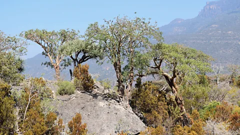 Stephen Johnson Frankincense is a resin produced by various species of Boswellia tree, such as these B. sacra trees in Somaliland which are classified as near threatened (Credit: Stephen Johnson)