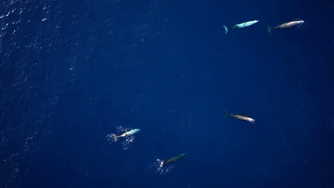 Isaac Benaka/ Northeast Fisheries Science Center of Noaa Beaked whales use echolocation clicks and buzzes to navigate the dark ocean (Credit: Isaac Benaka/ Northeast Fisheries Science Center of Noaa)