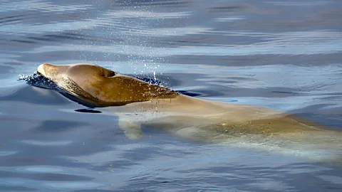 Alamy Hearing beaked whales is dramatically easier than seeing them (Credit: Alamy)
