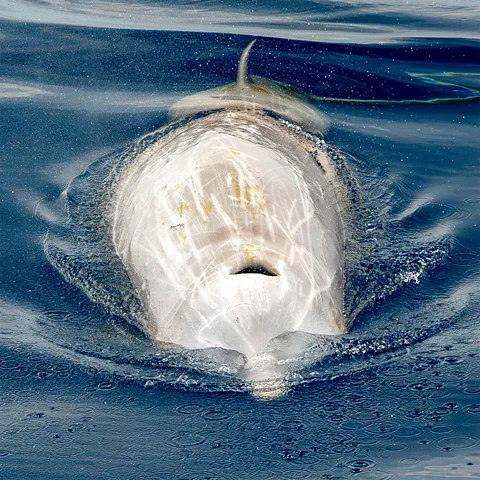 Alamy Beaked whales help recirculate nutrients and sink carbon in the ocean (Credit: Alamy)