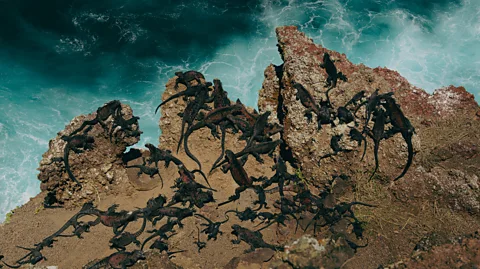 Carlos Espinosa Marine iguanas on Floreana (Credit: Carlos Espinosa)