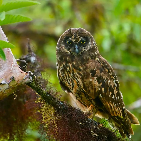 Johannes Ploderer A short-eared owl on Floreana (Credit: Johannes Ploderer)
